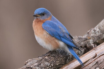 Bluebirds in nesting season