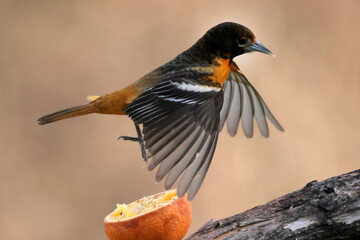 Baltimore Orioles eating orange halves in spring