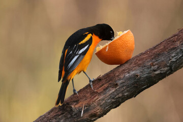 Baltimore Orioles eating orange halves in spring