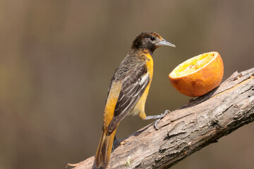 Baltimore Orioles eating orange halves in spring