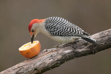 Red Bellied Woodpecker male taking advantage of Baltimore Oriole food, feeding on a spring day