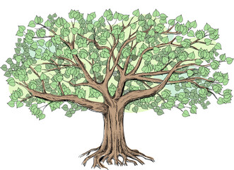 Green linden with a large green crown. Big hand drawn illustration  can be used for design like genealogical family tree. 