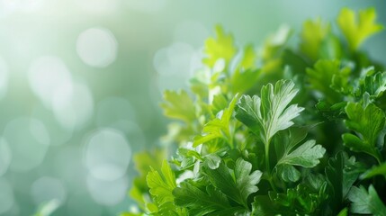 Garnish your dishes with the freshest parsley, straight from the garden!