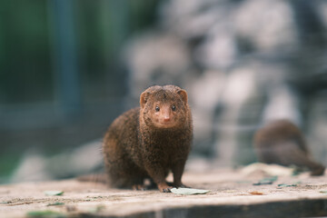 mongoose in the zoo