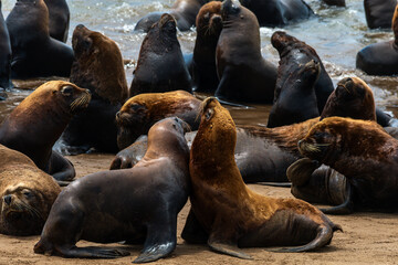 Sea lions on the sand of the beach.