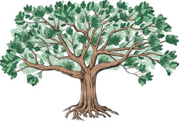 Green oak with a large crown. Family genealogical tree isolated on white background. Big hand drawn illustration. 