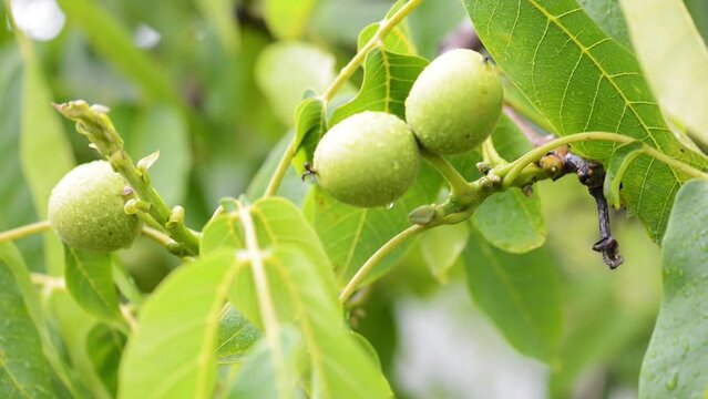 The common walnut in growth. A walnut is the nut of any tree of the genus Juglans (Family Juglandaceae), particularly the Persian or English walnut, Juglans regia.