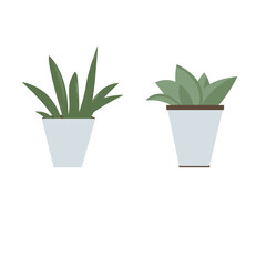 plants. isolated on white background.