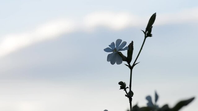 Silene latifolia alba (Melandrium album), the white campion is a dioecious flowering plant in the family Caryophyllaceae, native to most of Europe, Western Asia and Northern Africa.