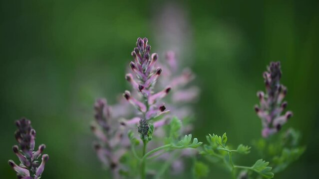 Fumaria officinalis, common fumitory, drug fumitory or earth smoke, is herbaceous annual flowering plant in poppy family Papaveraceae. It is most common species of genus Fumaria in Europe.