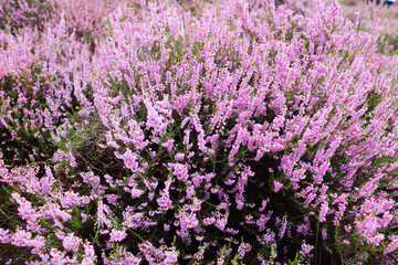 hills covered with blooming heather