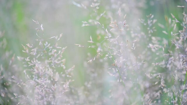 Agrostis capillaris, the common bent, colonial bent, or browntop, is a rhizomatous and stoloniferous perennial in the grass family (Poaceae).