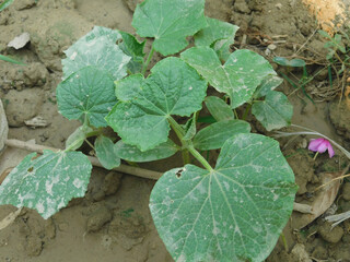 The growing pumpkin tree is growing.