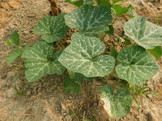 The growing pumpkin tree is growing.