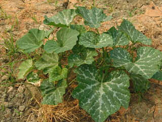The growing pumpkin tree is growing.