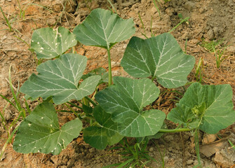 The growing pumpkin tree is growing.