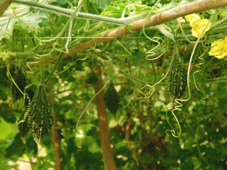 Bitter melon or Momordica charantina L., also known as pare hanging on the tree