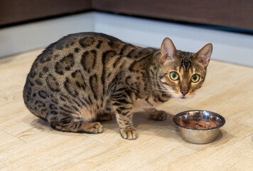 Hungry Bengal cat eats food from a bowl