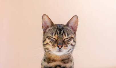 Close-up portrait of an adorable Bengal cat with closed eyes isolated on beige background  © zebronit