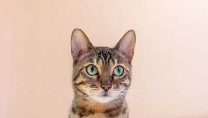 Close-up portrait of an adorable Bengal cat with green eyes isolated on beige background