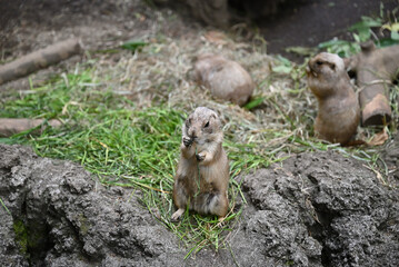 prairie dogs in Ueno zoo, Tokyo, Japan