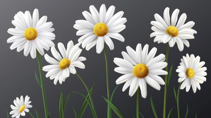 Modern realistic set of camomile blossoms with white petals and yellow pollen. Spring marguerite, garden or wild floral plant.