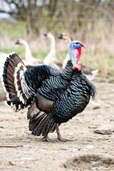 Turkey on the farm