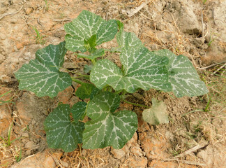 young pumpkin trees at natural open air garden