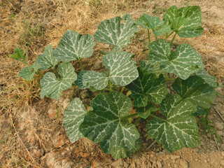 young pumpkin trees at natural open air garden