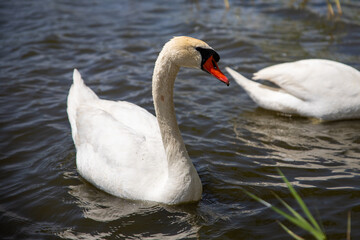Beautiful swan on the lake
