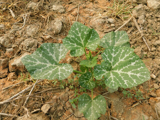 young pumpkin trees at natural open air garden