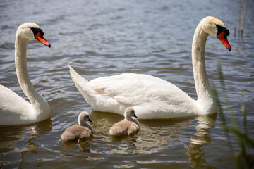 Swans with their baby swans on the lake