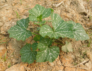 young pumpkin trees at natural open air garden