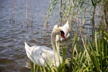 Beautiful elegant swan on the lake