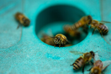yellow bees on a blue box
