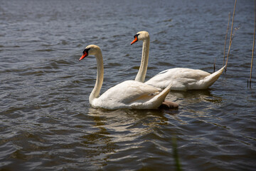 Swans with their baby swans on the lake
