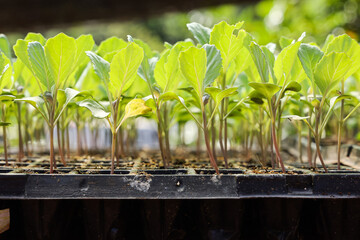 Organic, natural and healthy cherry tomato plantation seedling in Brazil. The small green seedlings...