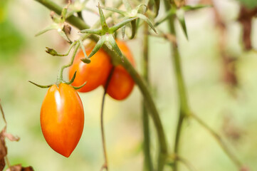 Cherry tomato plantation in greenhouse, green and ripe fruit outdoors. Nutritious food with organic production. Fruit grown on the farm at home and on a small rural property. Fresh and healthy food
