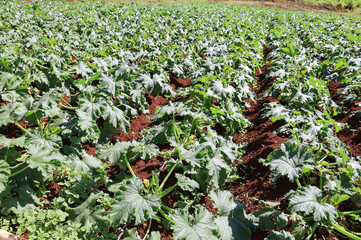 Green pumpkin plantation
Agricultural pumpkin field grown under drip supervision. Production of raw materials for the food industry.