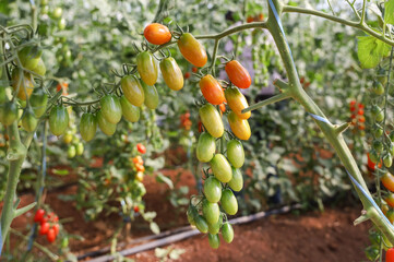 Cherry tomato plantation in greenhouse, green and ripe fruit outdoors. Nutritious food with organic production. Fruit grown on the farm at home and on a small rural property. Fresh and healthy food
