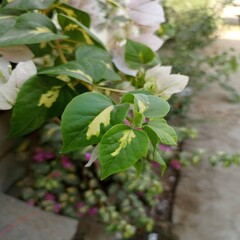 The image shows a close-up of a plant with green leaves and some yellow spots. The plant appears to be in a garden or outdoor setting, as there are other plants and a pathway in the background. The ye