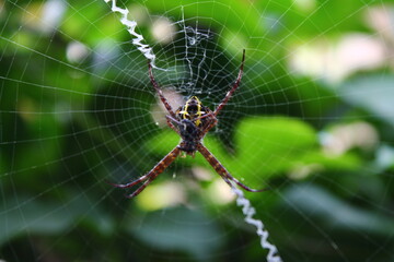 Marveolus spider on the web