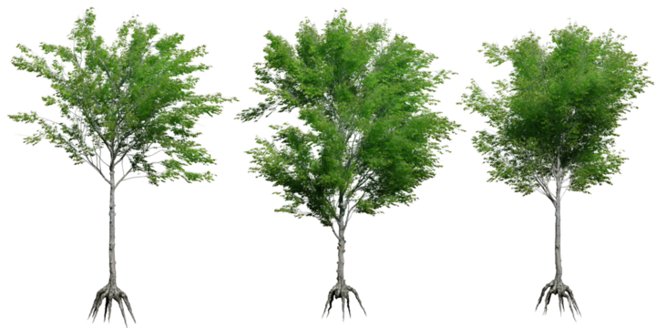 A collection of green broad-leaved trees isolated on a transparent background.