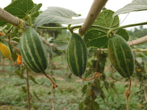 Green pointed gourd plant from the Cucurbitaceae