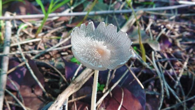 A Pleated Inkcap or Parasola Plicatilis mushroom