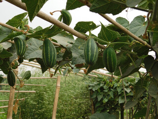 Green pointed gourd plant from the Cucurbitaceae