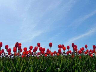 Red tulips flowers in the field and blue sky.