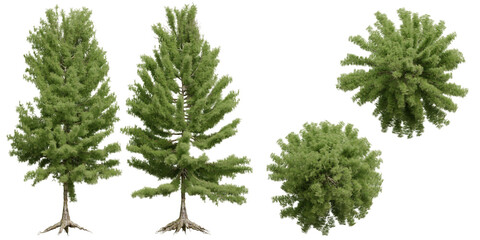 Set of coniferous trees, front view, isolated png on transparent background - Powered by Adobe