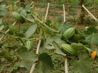 Obraz premium Green pointed gourd plant from the Cucurbitaceae