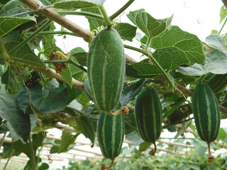 Green pointed gourd plant from the Cucurbitaceae